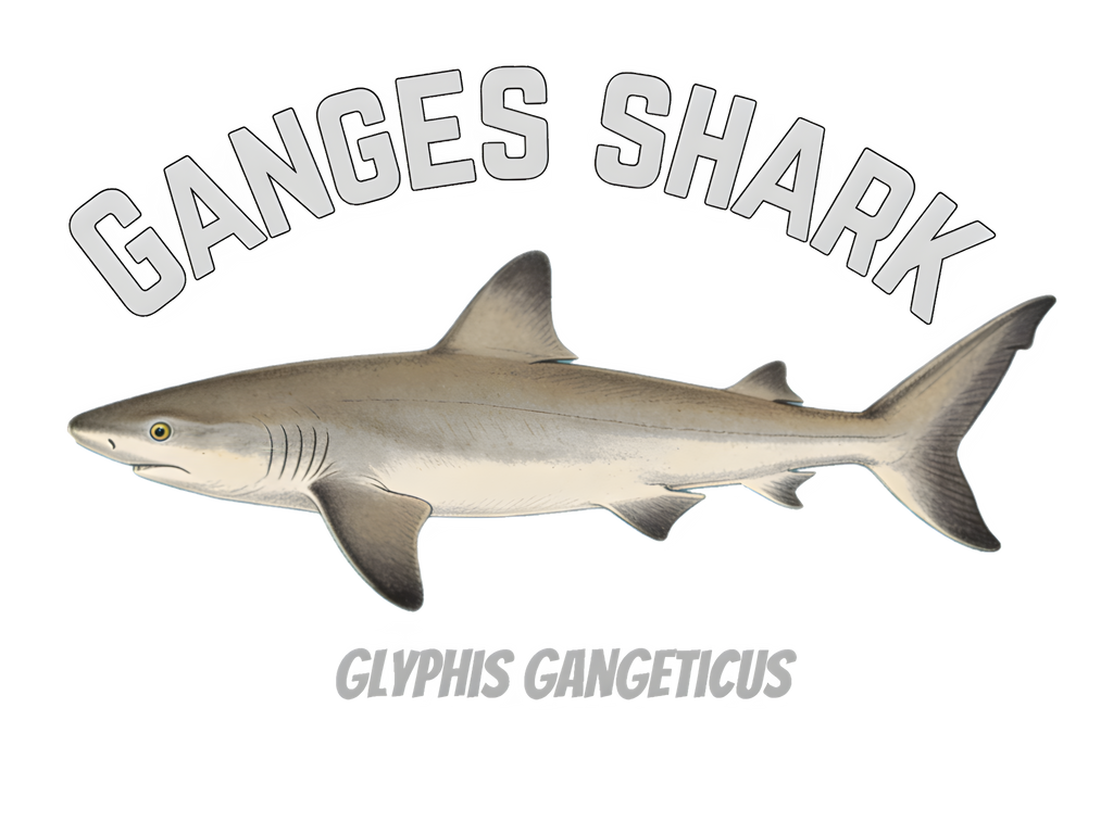 The River Sentinel Regular Fit T-Shirt: Ganges Shark